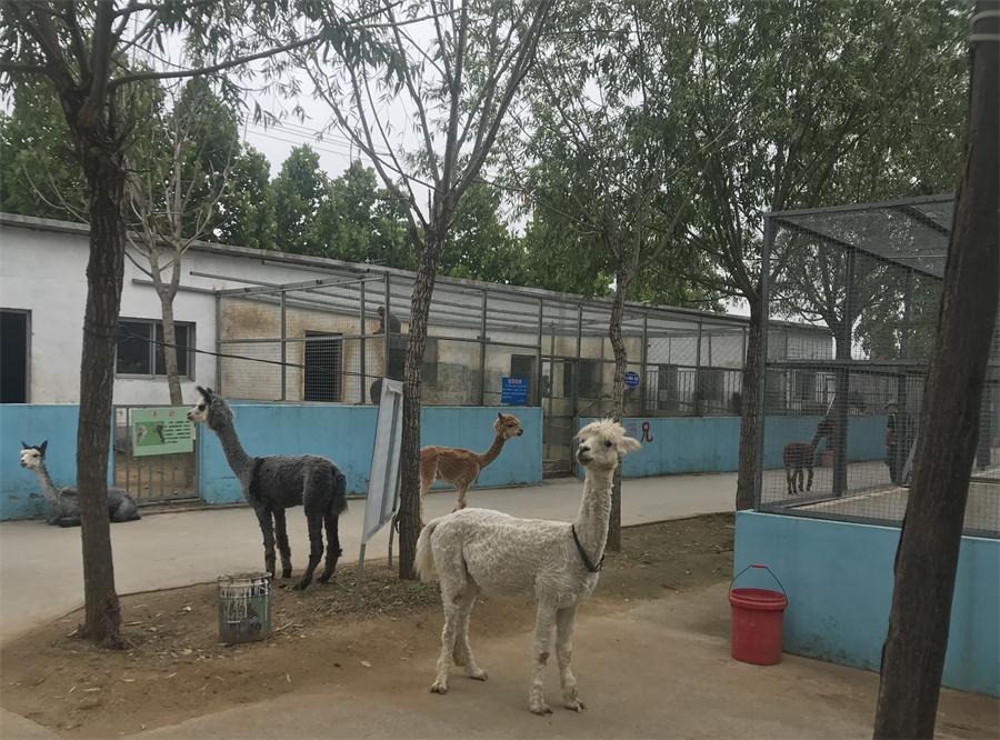 天鵝湖風(fēng)景區(qū)（泰山）速覽！(圖4)