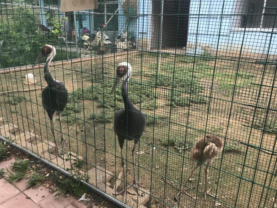 天鵝湖風(fēng)景區(qū)（泰山）速覽！(圖6)