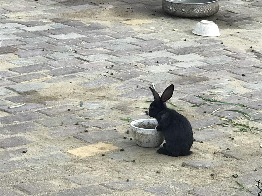 天鵝湖風(fēng)景區(qū)（泰山）速覽！(圖7)