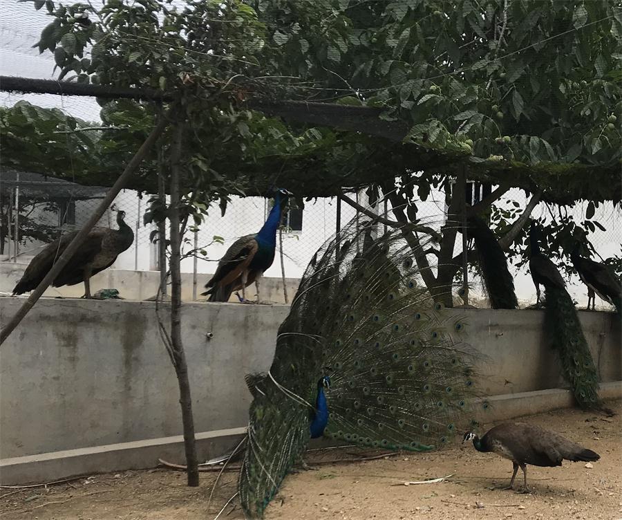 天鵝湖風(fēng)景區(qū)（泰山）速覽！(圖11)