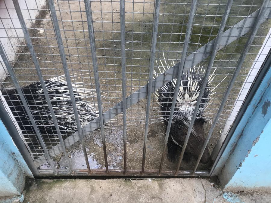 天鵝湖風(fēng)景區(qū)（泰山）速覽！(圖10)