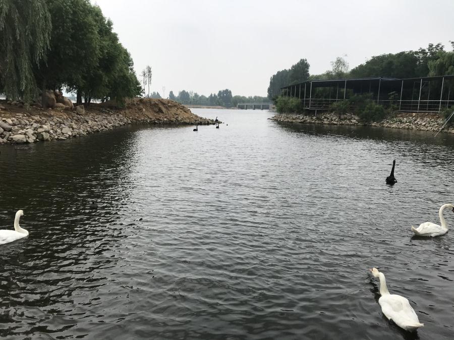 天鵝湖風(fēng)景區(qū)（泰山）速覽！(圖14)