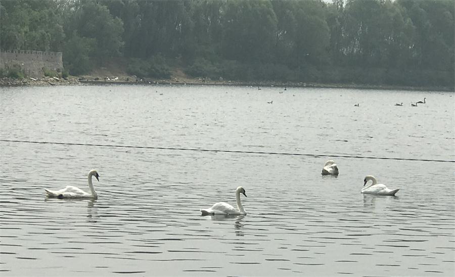 天鵝湖風(fēng)景區(qū)（泰山）速覽！(圖18)