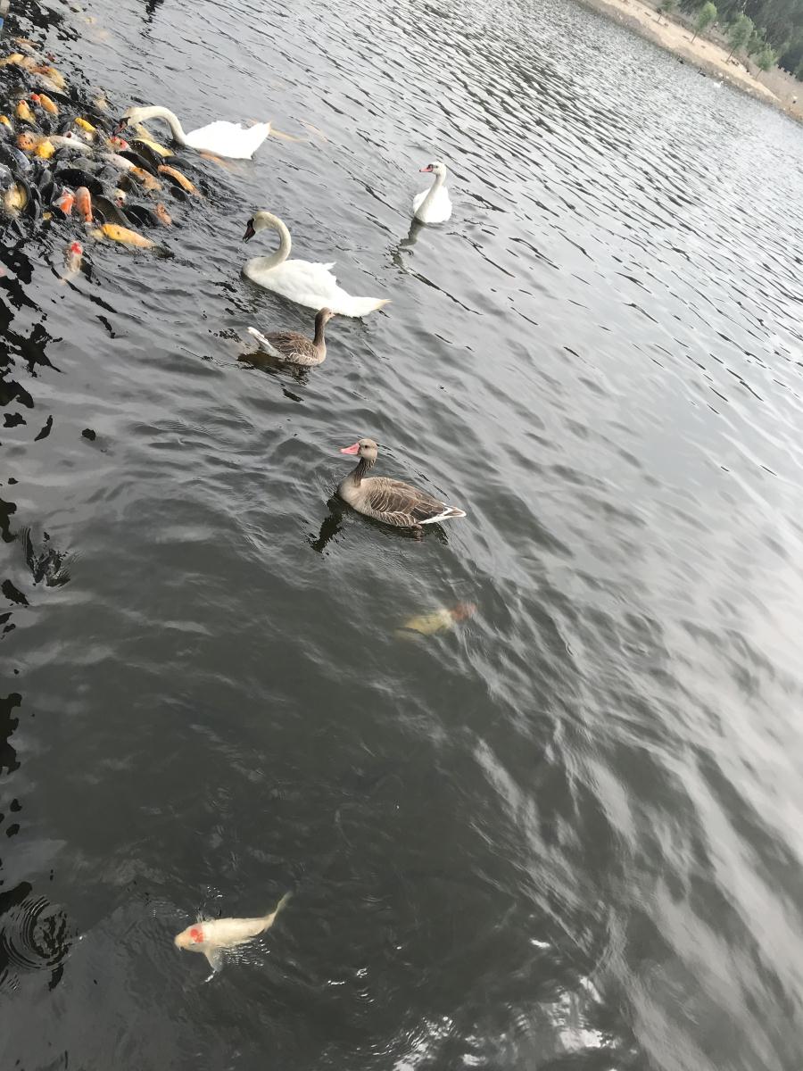 天鵝湖風(fēng)景區(qū)（泰山）速覽！(圖17)